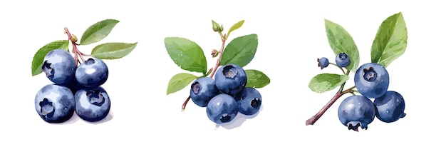 Blueberry waterverf schilderstijl illustratie Vector set