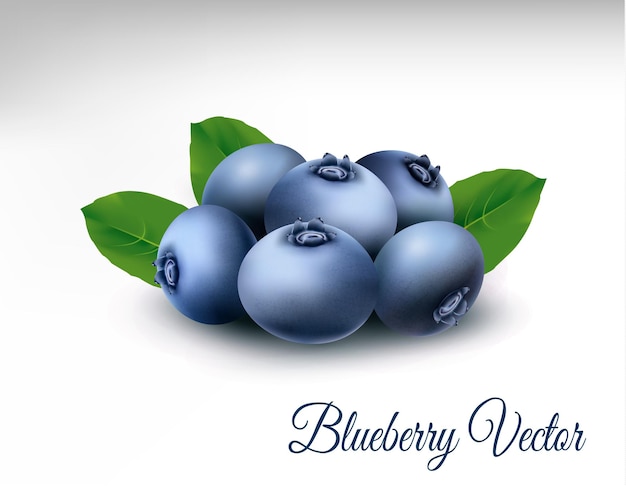 Blueberry with leaves. vector