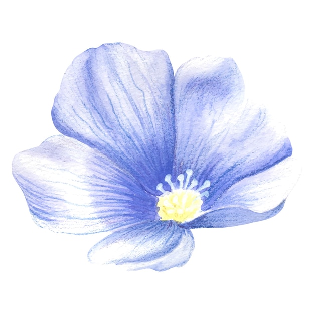 Fiore di lino blu porpora un fiore blu dipinto ad acquerello fiore di acquerello primaverile selvaggio