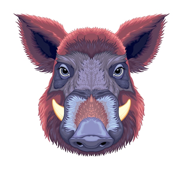 Vector boar frontal view vector isolated animal