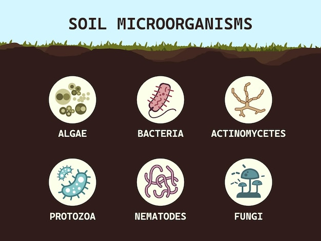Bodembiologie Bodemmicro-organismen bacteriën schimmels algen protozoa nematoden actinomyceten Microbiologie