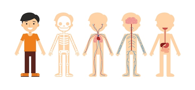 体の解剖学人間の骨格循環系神経系と消化器系