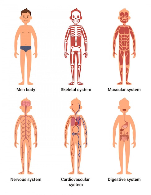 Анатомия тела мужчин