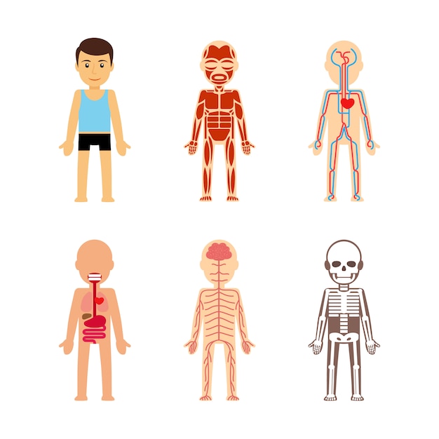 Body anatomy vector illustration