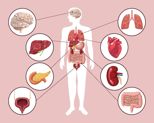 Vector body and eight organs