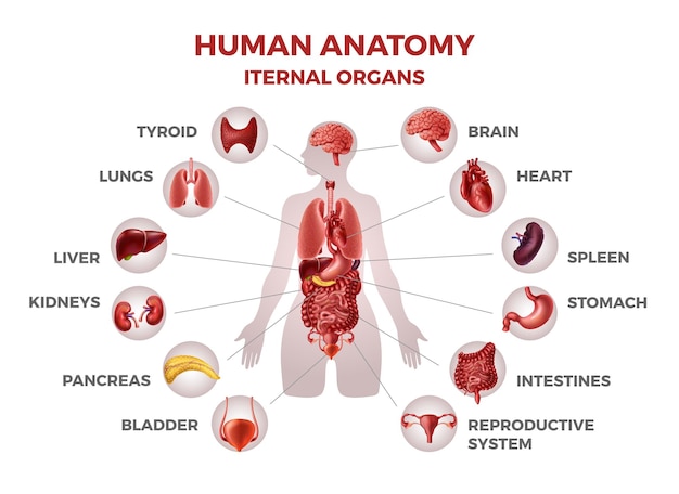 Vettore organi interni del corpo anatomia del corpo della donna con stomaco e reni cuore e fegato o polmoni modello di infografica medica cartello educativo con testo e icone figura umana vettoriale