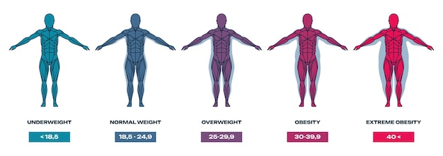 ベクトル bmi さまざまな形やサイズを持つ人間のシルエット 低体重過体重と肥満の人々 マス インデックス グラフ ベクトル イラスト 解剖式不健康な体重