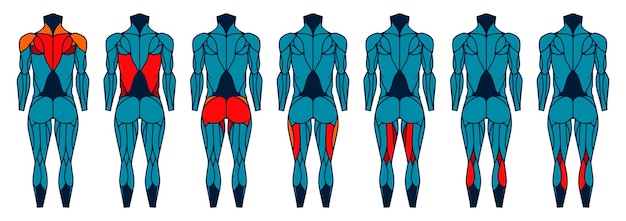 Anatomia del muscolo del corpo indietro corpo atletico dell'uomo posteriore muscolare umano con gruppi muscolari sani e sportivi illustrazione vettoriale parti del corpo maschile banner per l'allenamento dell'attività fisica