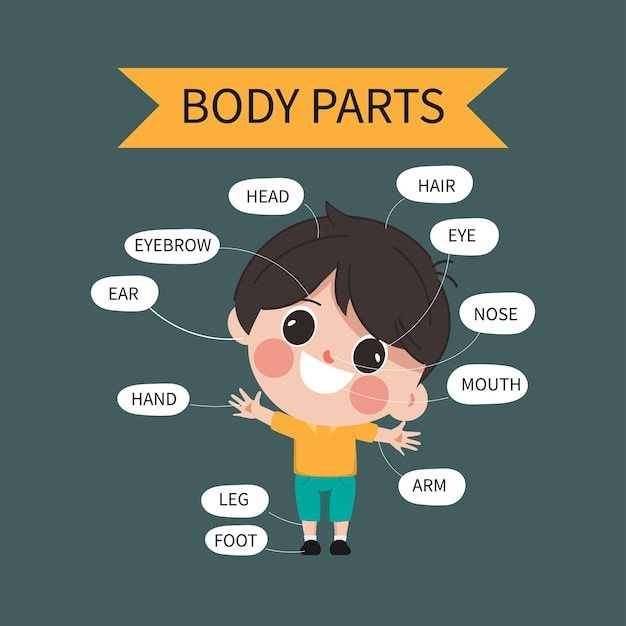 Body Parts of boy in cute cartoon vector design