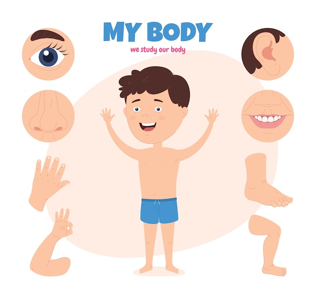 Vector body parts of a child scheme with different external parts of the boy body studying one own body