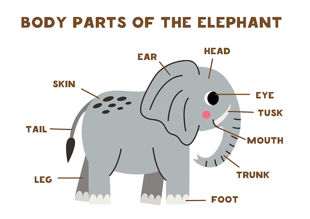 귀여운 만화 코끼리의 신체 부위 어린이를 위한 영어 동물 해부학 단어 학습