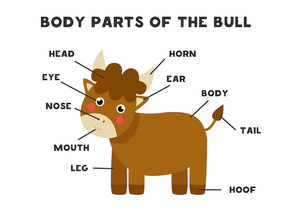 Body parts of the cute cartoon farm bull. Animals anatomy in English for kids. Learning words.