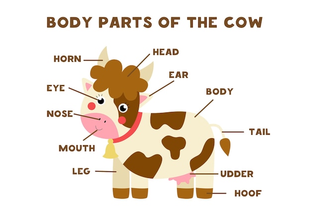 귀여운 만화 농장 암소의 신체 부위. 아이들을위한 영어로 동물 해부학. 단어 학습.