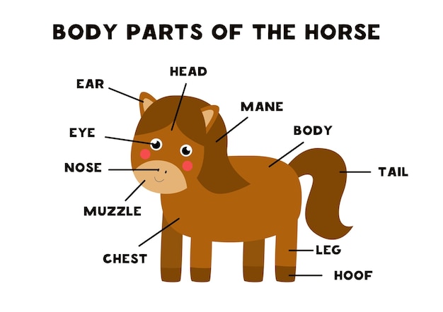 Body parts of the cute cartoon horse. animals anatomy in english for kids. learning words.