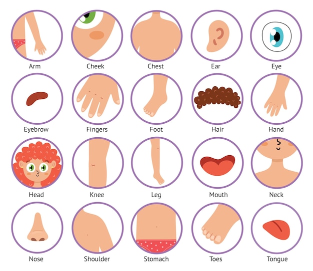 Body parts icons in cartoon style. collection of the human body elements. anatomy set.