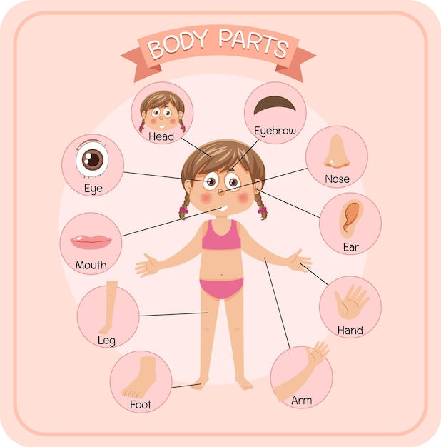 Vector body parts with vocabulary