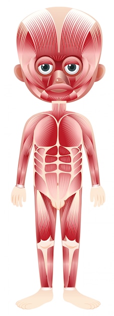 Vettore corpo con sovrapposizione muscolare