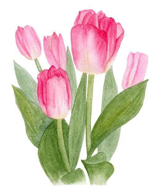 Boeket roze aquarel tulpen