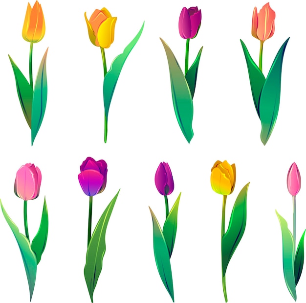 Boeket tulpen bloemen schoonheid lente