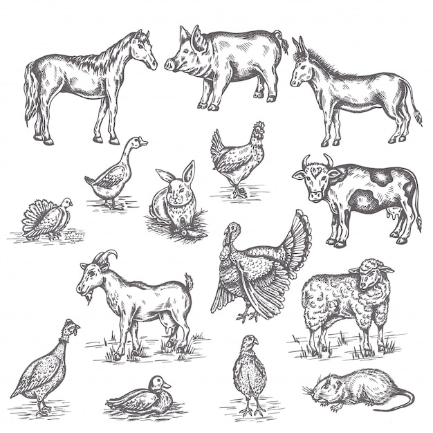 Vector boerderijdieren illustratie set