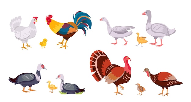 Boerderijpluimvee, gedomesticeerde vogels, kip en haan. turkije met kuiken. cartoon ganzen, eenden, eendje en kip. vee vector set. platteland baby en ouder vogels geïsoleerd op wit