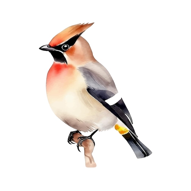 Vector bohemian waxwing watercolor paint