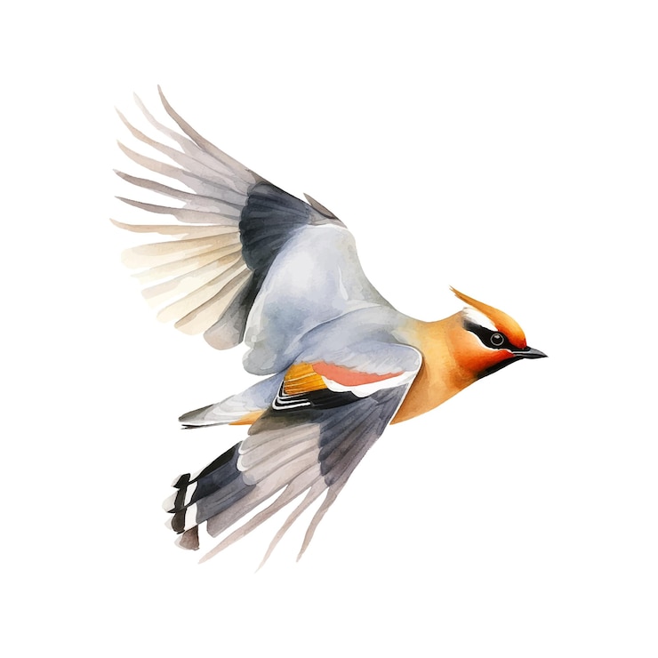 Vector bohemian waxwing watercolor paint