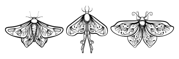 Boho Floral Butterfly Moth Insect Lineart Set Vector Illustratie 03