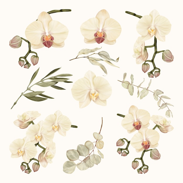 Boho white orchids with eucalyptus leaves