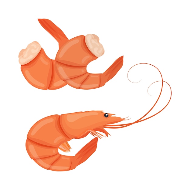 Vector boiled shrimps. cooked tiger prawn. shrimps isolated on white background.  illustration.