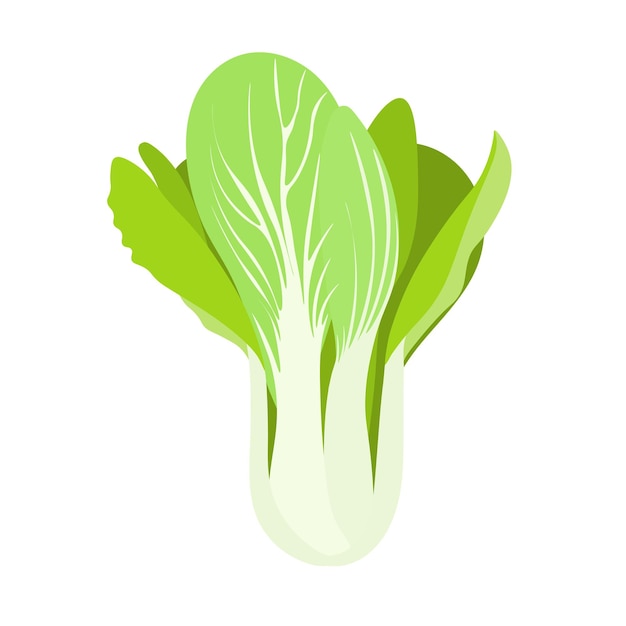 Bok choy fresh vegetable isolated on white background Vector illustration