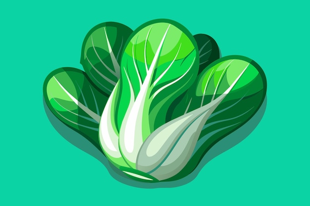 Vector bok choy vegetable background