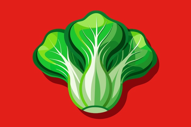 Vector bok choy vegetable background