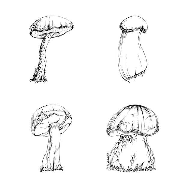 Bolete cep 버섯 버섯 가을 숲 수확 채식 요리용 식용 원료 단일