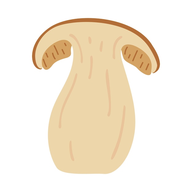 Vector boletus edulis forest mushroom hand drawn porcini