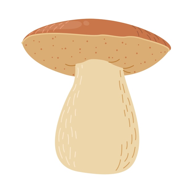 Vector boletus edulis forest mushroom hand drawn porcini