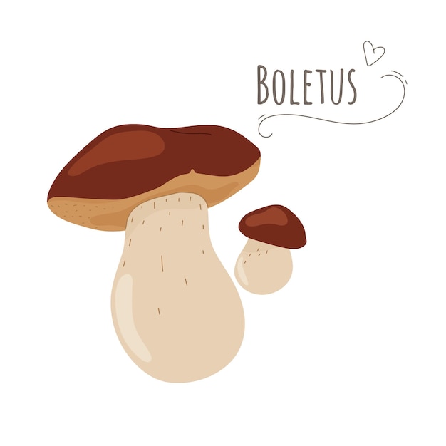 Boletus edulis paddestoelen geïsoleerd op een witte backgroundVereenvoudigde platte vectorillustratie