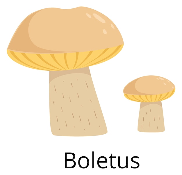 Boletus mushroom icon forest fungi wild nature