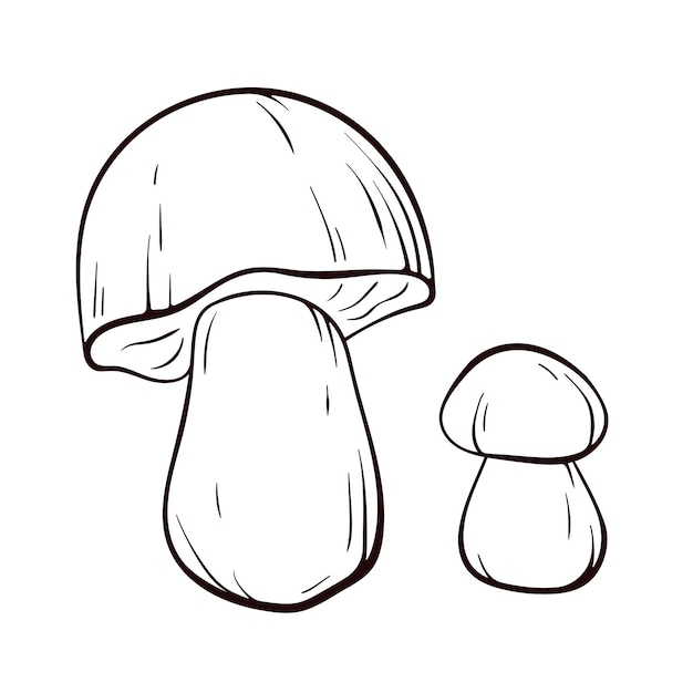 Boletus mushrooms in line art style big white mushroom for printing cookbook logo icon vector