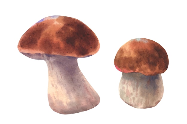 Boletus mushrooms watercolor big white mushrooms spongy mushroom vegetarian gourmet cuisine vector i