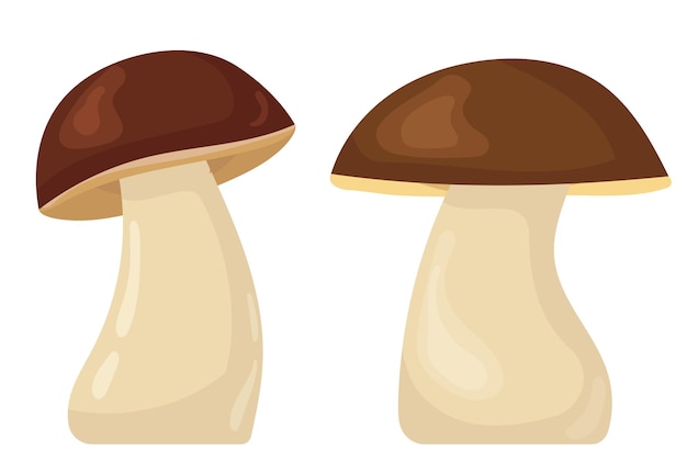 Vector boletus paddestoel in vlakke stijl geïsoleerde vector