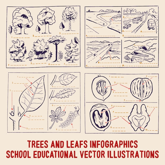 Bomen bladeren en noten educatieve infographics elementen halverwege de eeuw school vectorillustraties