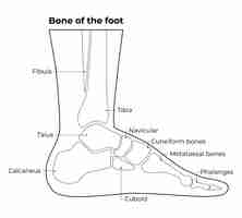 Vector bone of the foot fibula tibia talus calcaneus cuboid navicular cuneiform bones metataesal phalanges