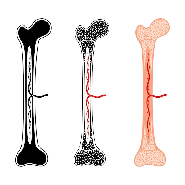 Insieme di logo anatomico del midollo osseo. struttura ossea umana. ricerche e test di laboratorio