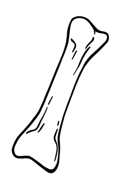 Bone solid organ of human or animal doodle linear