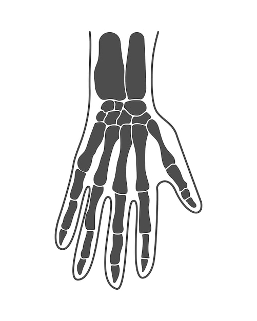 Vector bones of the hands the hand the structure of the hands arms anatomy human hand vector illustration