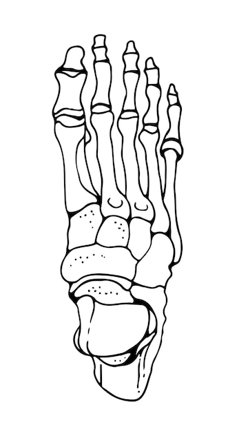 Vector bones of the human foot vector hand drawn illustration isolated on a white background