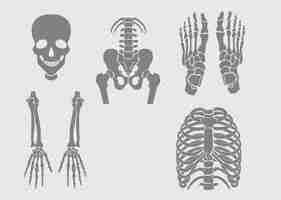 Vector bones and joints vectors