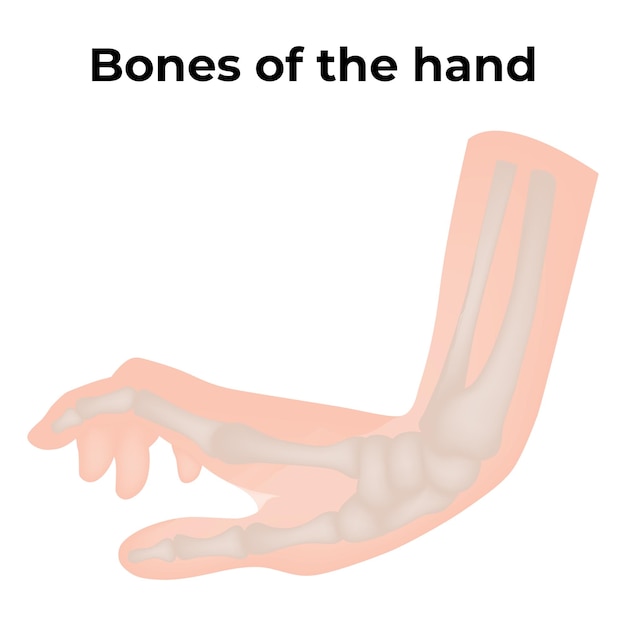 Bones of the hand vector illustratie