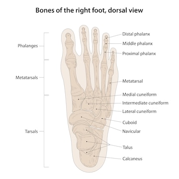 Premium Vector | Bones of the right foot dorsal view